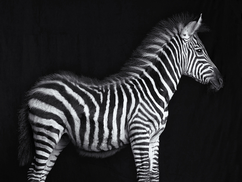 Young Zebra