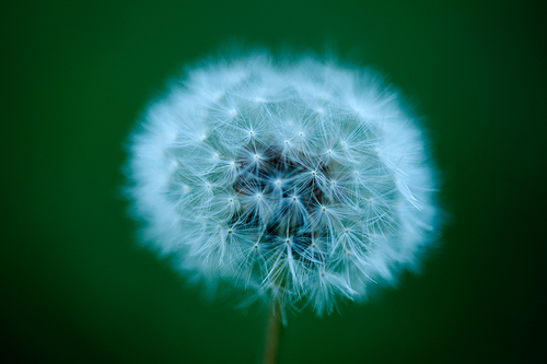 dandelion