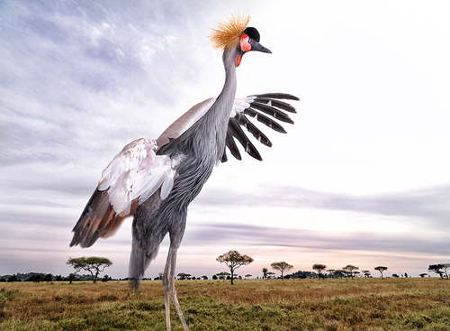 Crane Prance