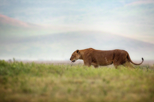 Lioness