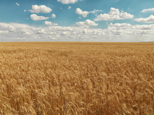 Wheat Field