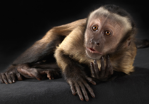 Brown Capuchin