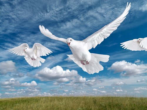 Doves
