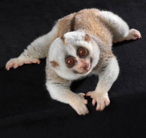 Slow Loris Portrait