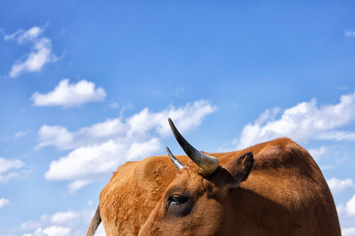 Longhorn Cow