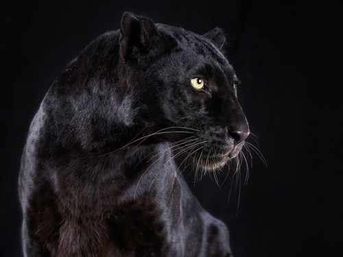 Black Leopard
