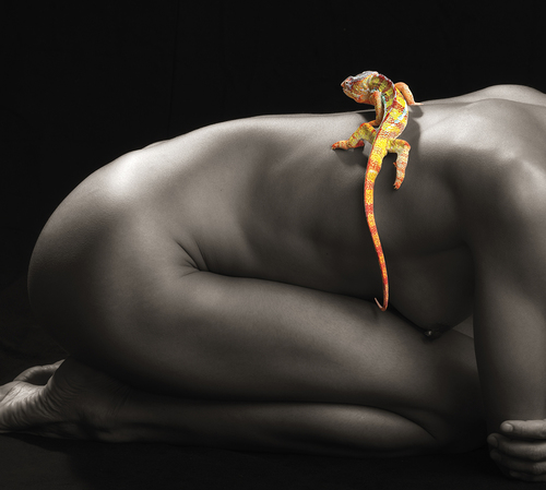 Chameleon 1