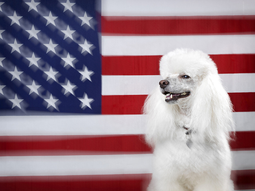 Dog Nation