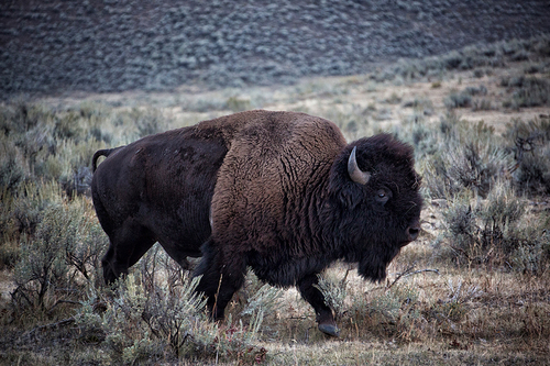 Buffalo