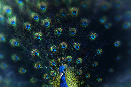 Peacock