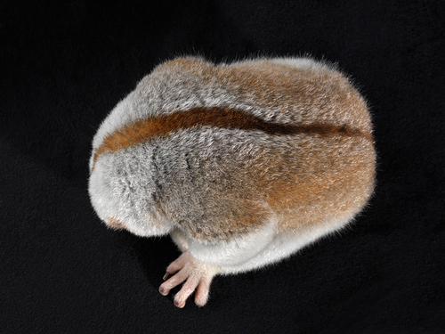 Slow Loris Primate