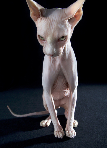 Sexy Hairless Beast!