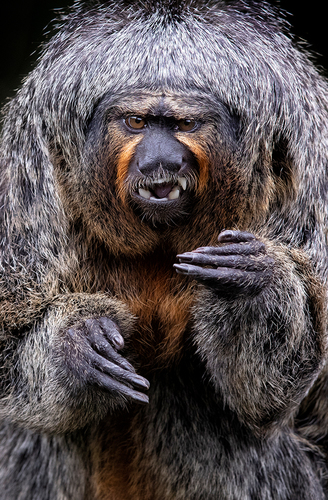 Female Saki Monkey 