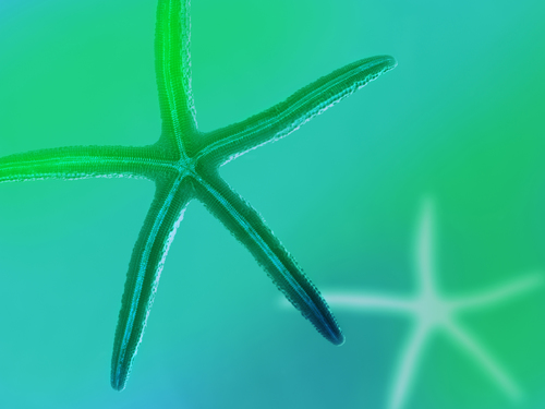 Star Fish