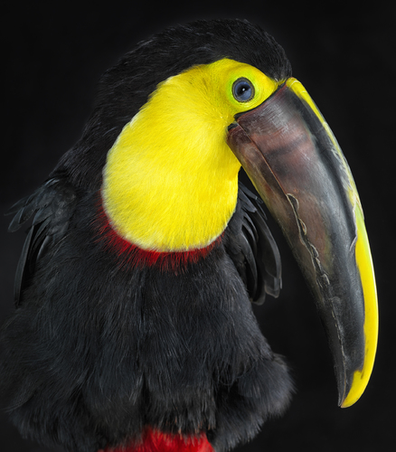 Toucan