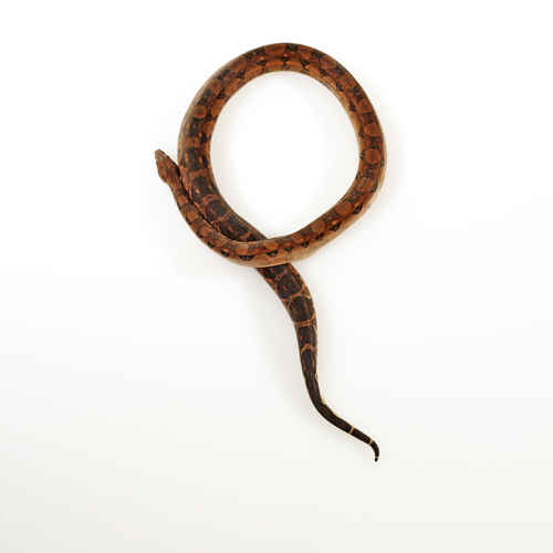 Blood Boa