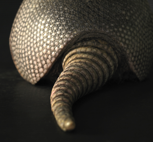 Armadillo Derrire 