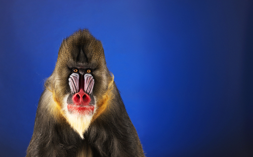 Mandrill
