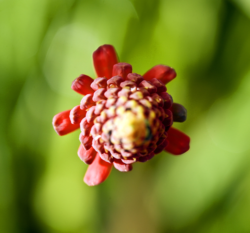 Red Hot Poker