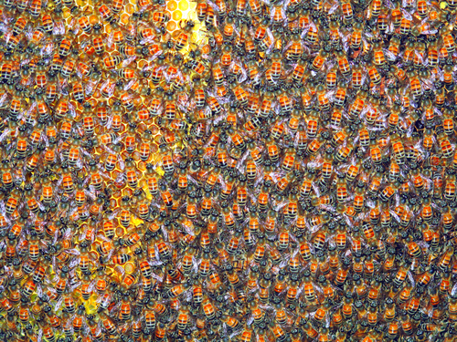 honey bees (2)