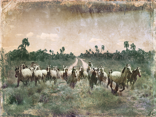 Wild Horses