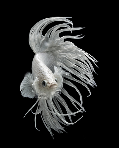 Platinum Crowntail Fighting Fish