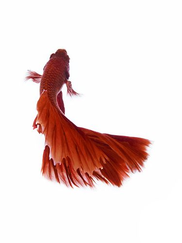 Red Halfmoon Fighting Fish