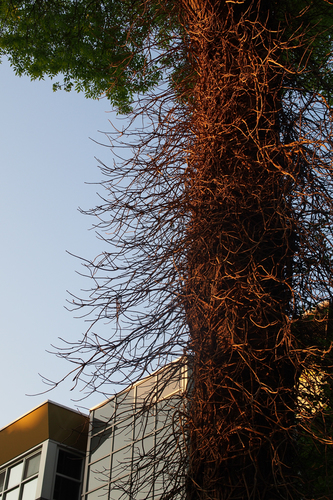 Tree in Vondelpark