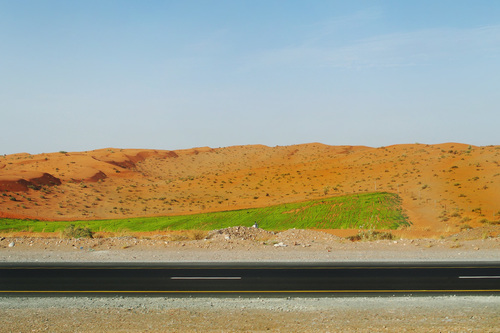 Grass in dunes