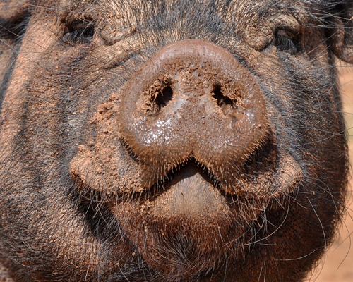 Rumpled Pigskin