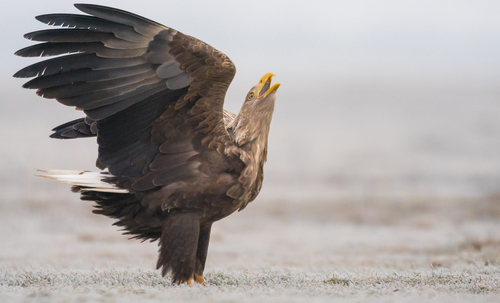Wolf Eagle