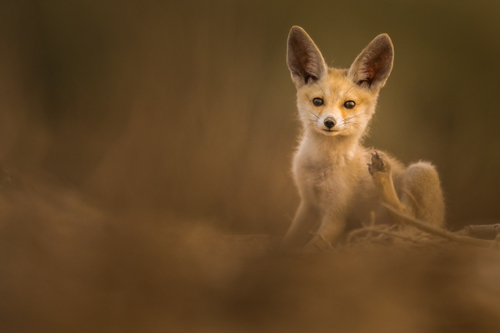 Hi! Im All Ears!