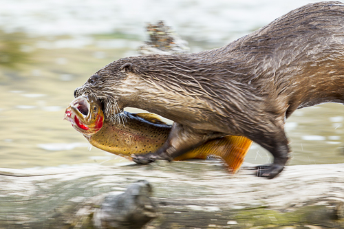 An Otter Runs Through It