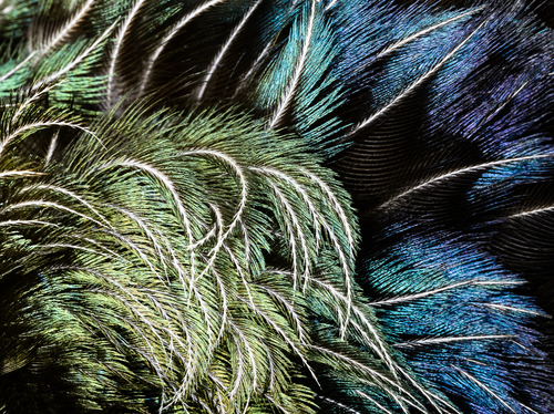 Tui Feathers