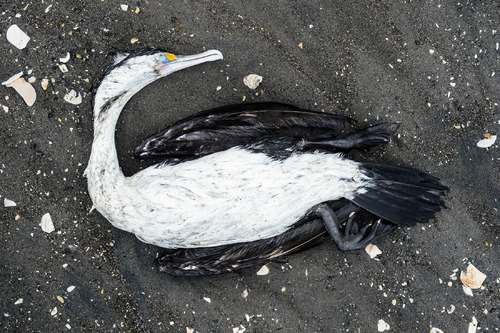Pied Shag