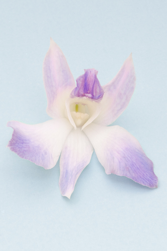 Orchid