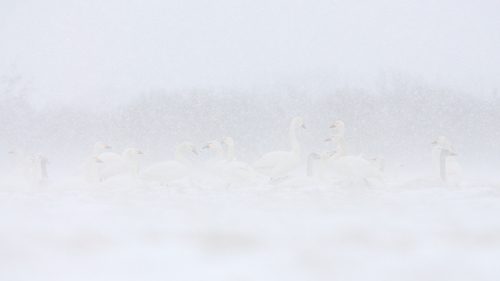 Tundra Swans in Snowstorm
