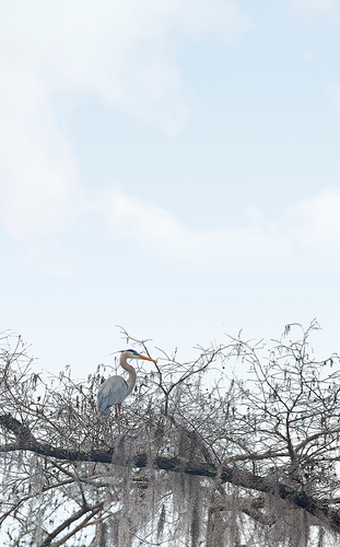 Blue Heron