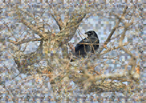 Crow Magic