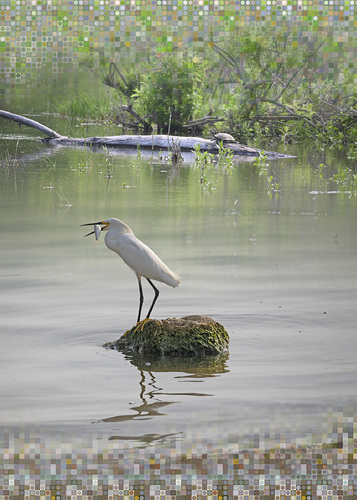 Snowy Egret