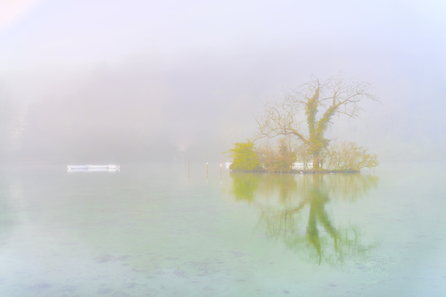 Tree Island 