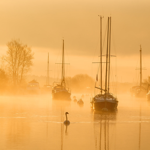 Swan Swim