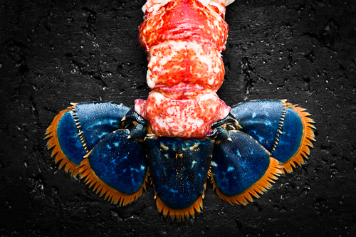 Blue Lobster