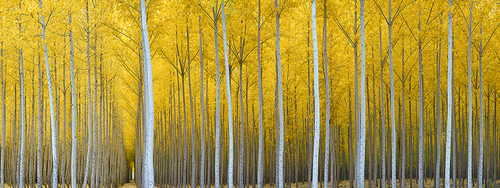 Cathedral Forest