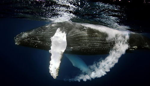 Underwater Rollover