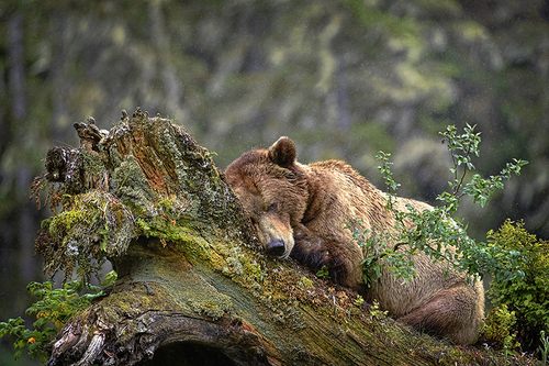 Nap Time