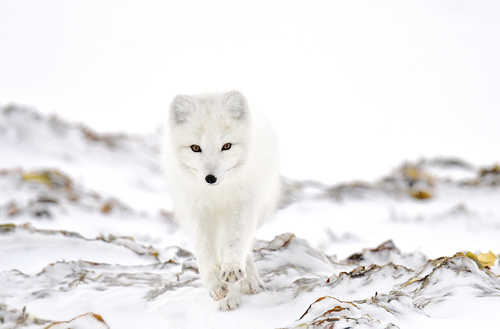 On the Run