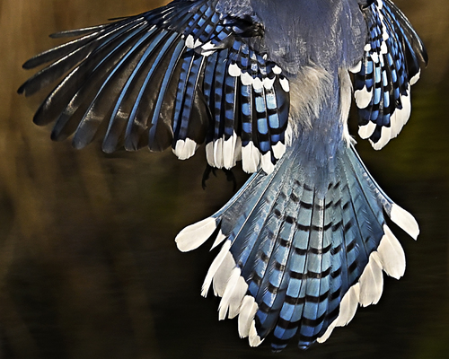 Blue Jay Back