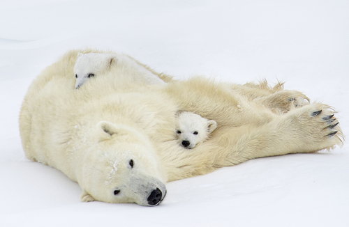 Good Mother