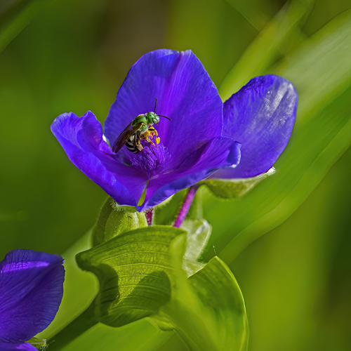 Bee-utiful Pollinator